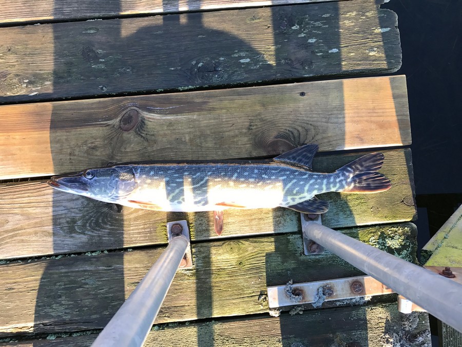 Schöner großer Hecht, gerade aus dem Bodden geholt